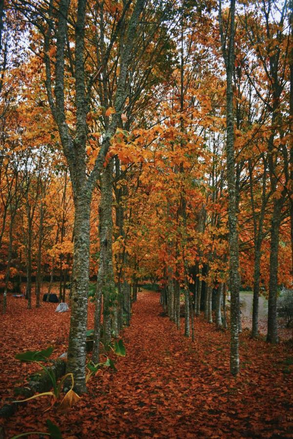 Quinta Das Fontes - Alojamento Rustico Local E Turismo Rural เซาเปโดรโดซูล ภายนอก รูปภาพ