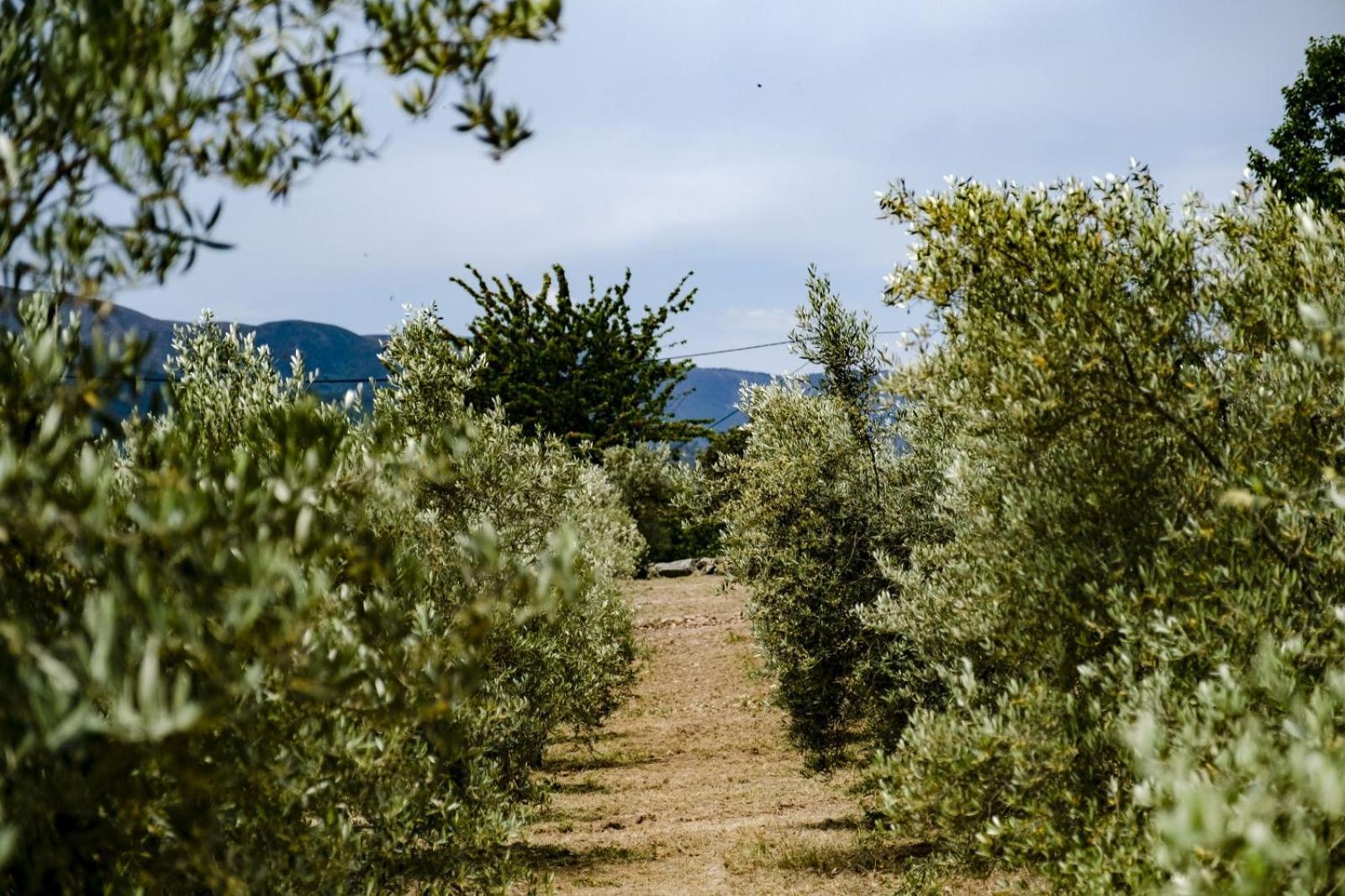 Quinta Das Fontes - Alojamento Rustico Local E Turismo Rural เซาเปโดรโดซูล ภายนอก รูปภาพ